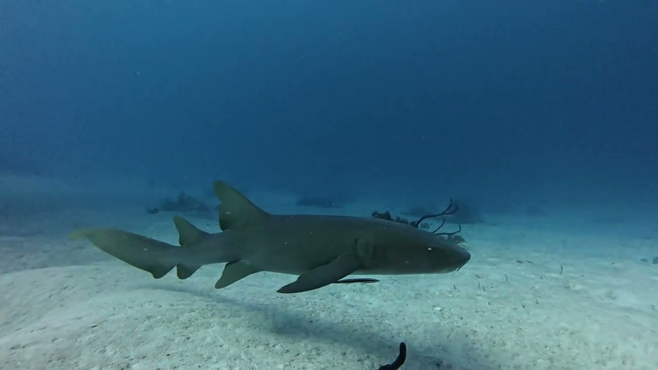 Belize - Amberhead South & Long Caye Ridge
