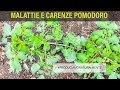 Riconoscere le Malattie nel Pomodoro