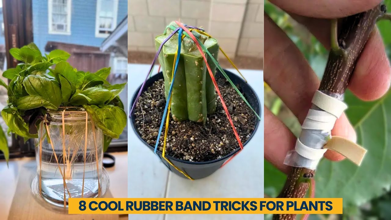 8 Easy Rubber Band Hacks for PLANT CARE