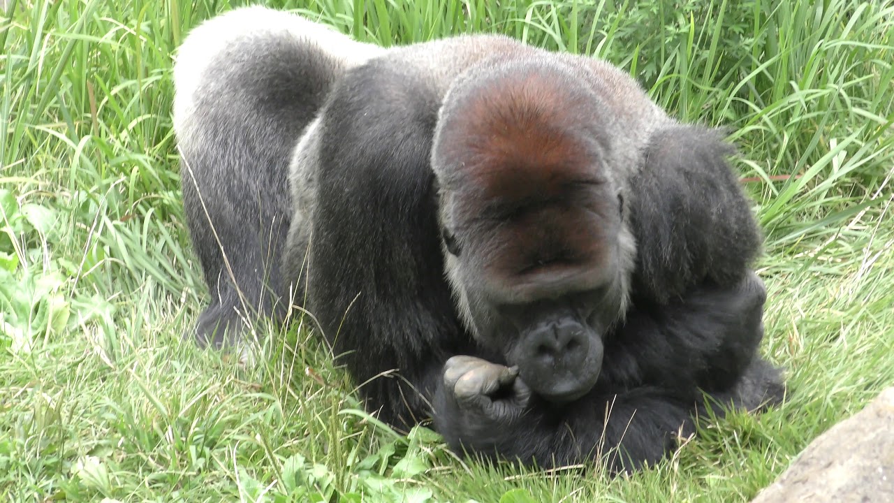 ゴリラのローラちゃん 千葉市動物公園 17年9月24日 Youtube ゴリラのローラちゃん 千葉市動物公園 17年9月24日 Youtube