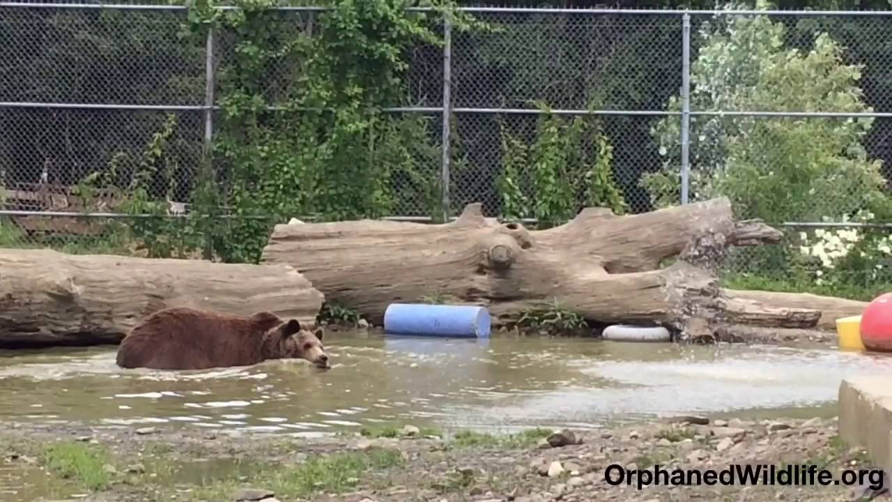 profit and loss statement Jim playing with Leo in the pond