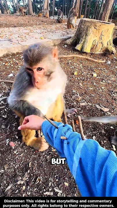 She Tested a Monkey… But What He Did SHOCKED Everyone 🐒😳 #shorts #viral