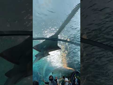 Video: Kanada Ripley akvaariumi juhend