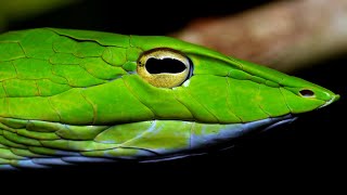 Oriental Whip Snake Singapore Nature 2020