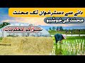 Village Rice Farming || کھیتوں کی محنت، چاول کا جادو #villagevlog #ricecrop