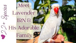 Meet the Lavender Indian Ringneck and His Adorable Family | #parrot_bliss #indianringneck by Parrot Bliss 297 views 3 weeks ago 44 seconds
