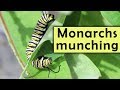 Monarchs munching milkweed