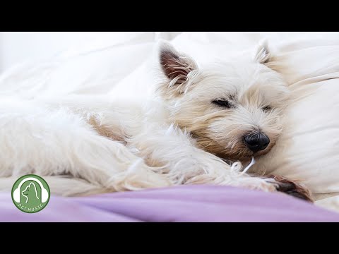 Music for calming and sleeping dogs🐶Anxiety and stress relief music🎵Dog favorite music.