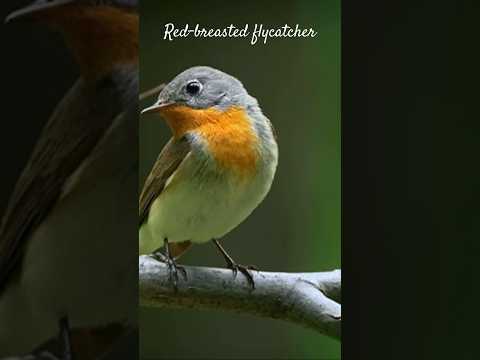 Videó: Kis légykapó madár: leírás, elosztás, táplálkozás és érdekességek