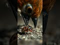 The Shocking Truth About June Bugs: Pests or Survivors #facts #insects #funfacts #nature #shortsfeed