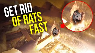 How to GET RID of Rats QUICKLY when traps aren't working...Twin Plumbing