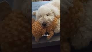 In love with his toy. #dog #dogs #shorts #cute #funny #puppy #youtubeshorts #trending #trend #pets