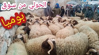 من قلب سوق بوميا اثمنة الحولي و الخروف الكسابي (ديال العيد )