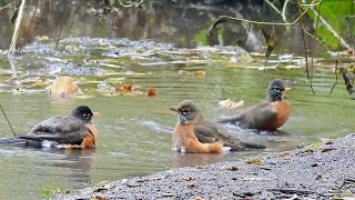 Robins Bathing and Friends At The Pond by quote_nature 215 views 6 months ago 2 minutes, 46 seconds