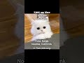 Funny Reels #beauty #memes #relatable #aesthetic #trending #viral #catmemes #funny #tweetreels #cat