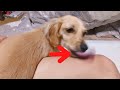 A cute dog was doing something in the bed.【Dachshund】