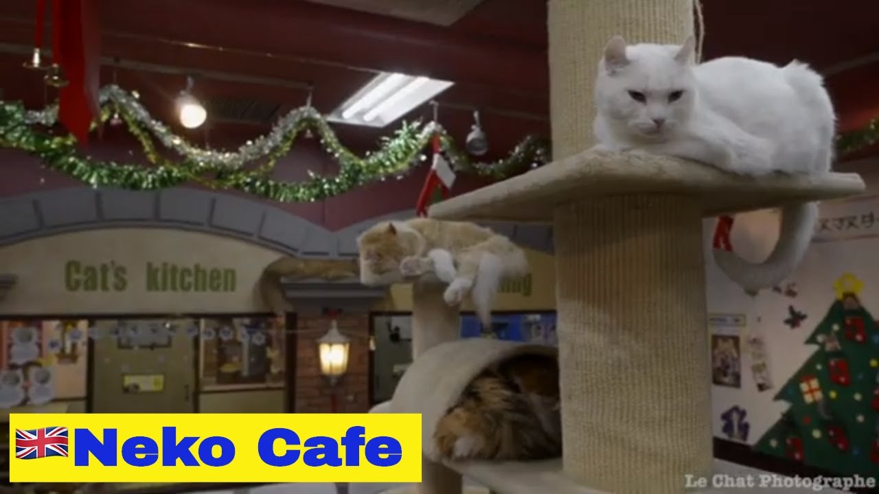 🇬🇧 Neko Cafe ,Tokyo ( best place for cats lovers ). Japan YouTube