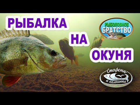 клев окуня и щуки на сегодня клев окуня и щуки на сегодня