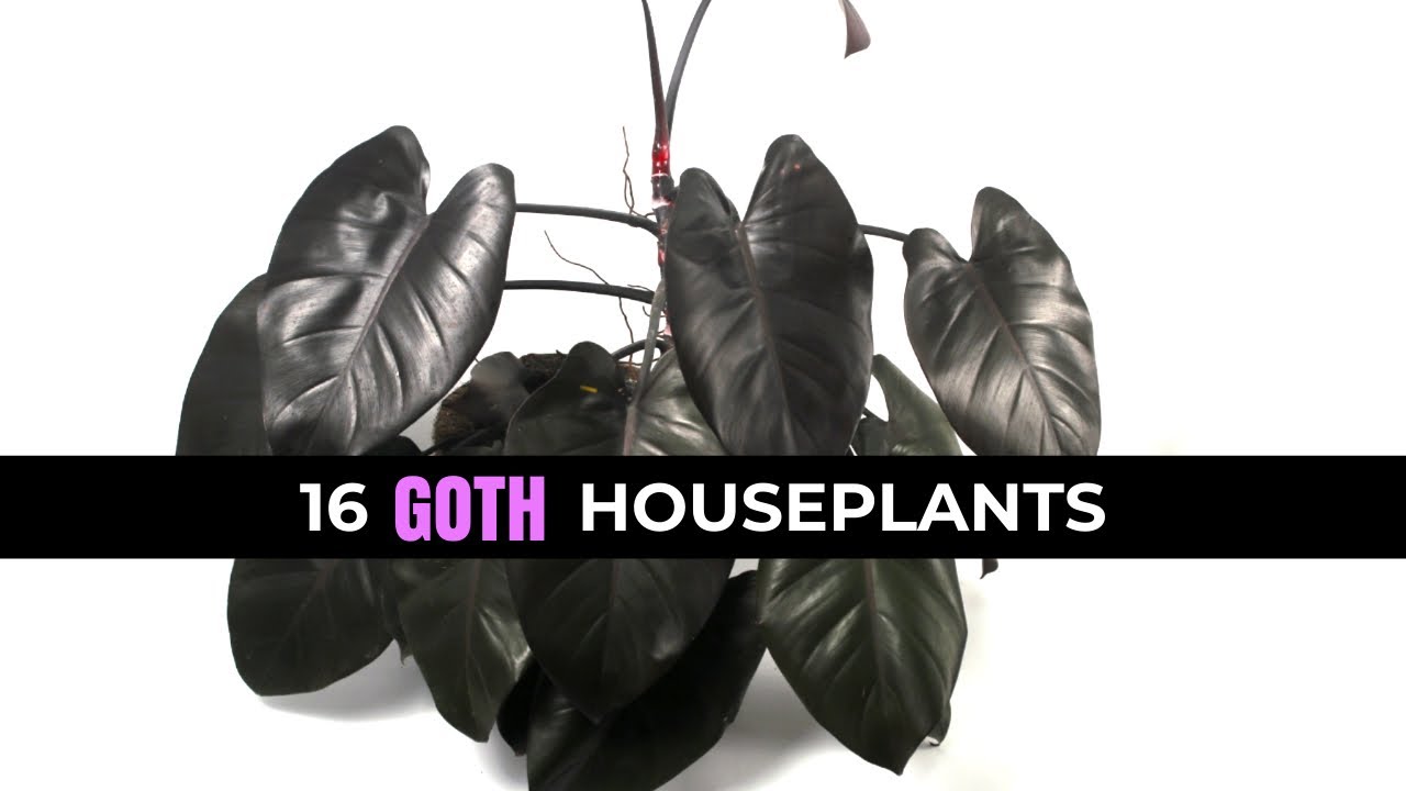 16 Spooky Plants Every Goth Garden Needs 🌱🖤