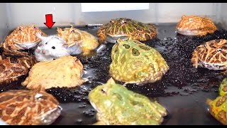 Hamster is attacked by 11 Pacman frogs【WARNING LIVE FEEDING】