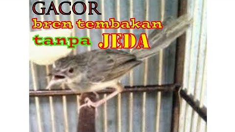 Burung Ciblek gacor bren tembakan tanpa jeda