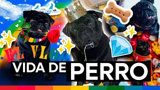 Pepe Aguilar  El Vlog 336  Vida de PERRO