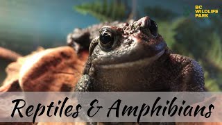 Reptiles & Amphibians