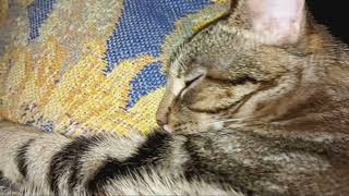 My kitty naps and purs on me. #naptime #kittypurs #ourkittyisthecutest