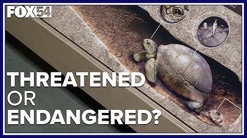 Gopher tortoise conservation status at center of pending lawsuit