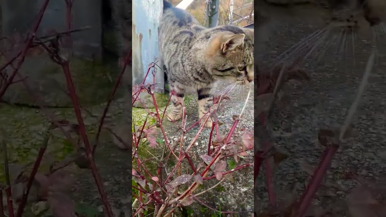 Wings👼👼😇🐈