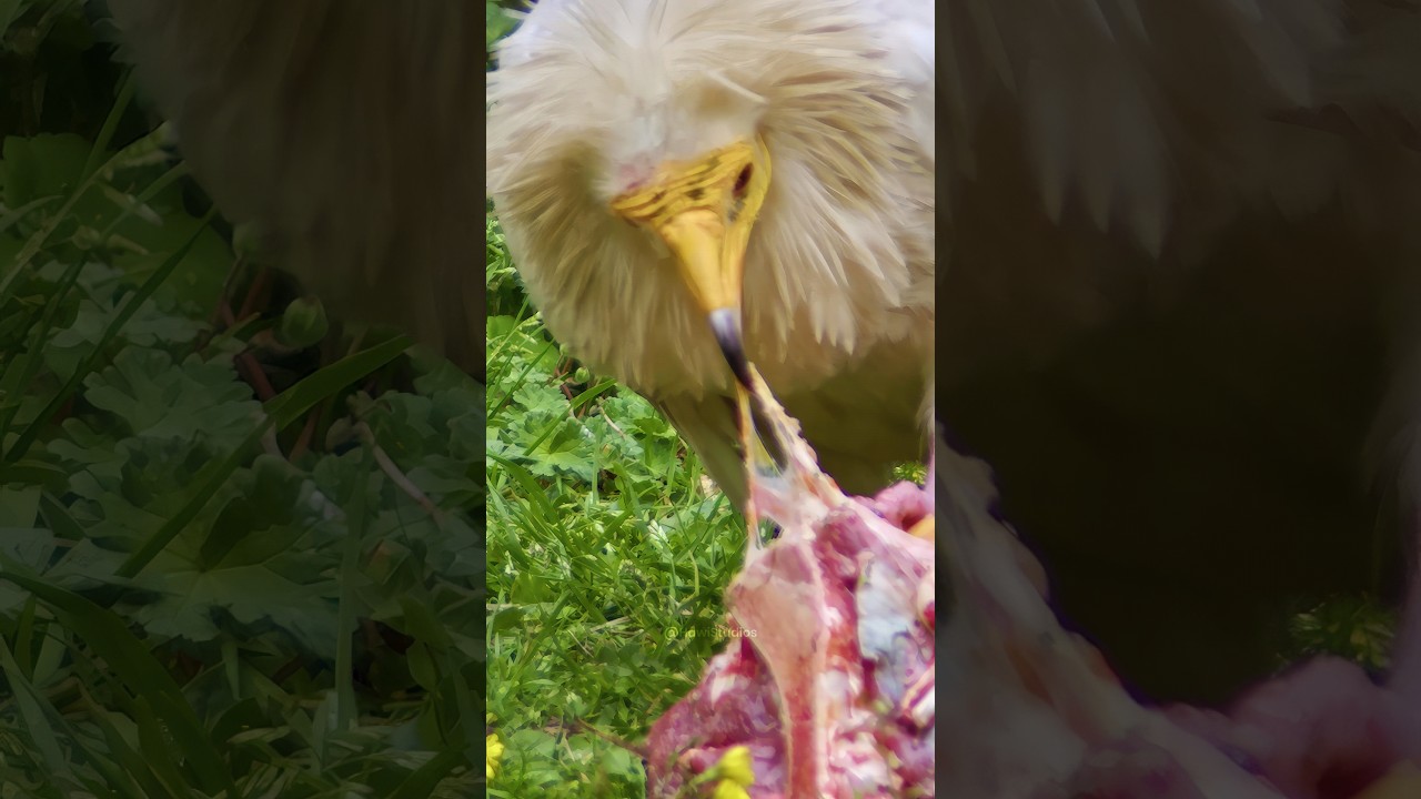 Egyptian Vulture eating meat Wincent   JGy7S 