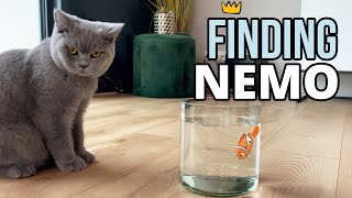 Lord Louis - Finding Nemo by Lord Louis XIII 2,325 views 3 years ago 1 minute, 45 seconds