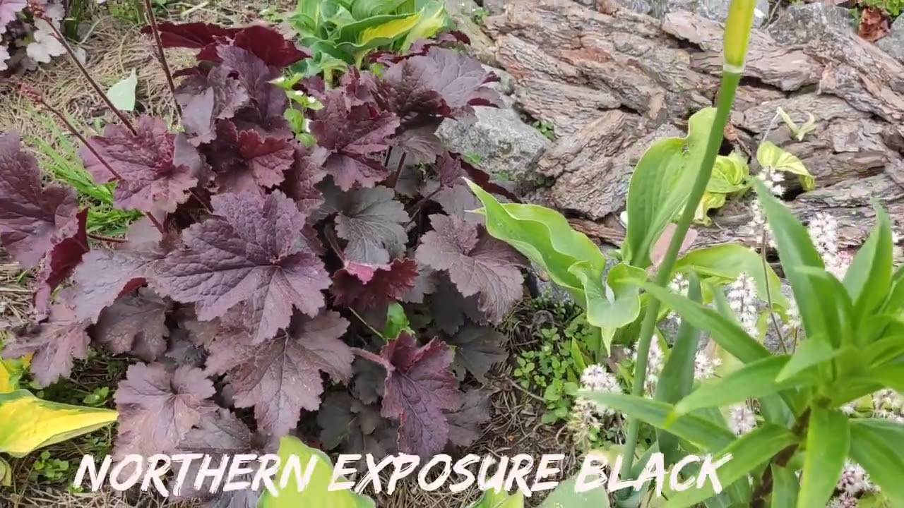 Гейхеры в моем саду весной... небольшой обзор по сортам... #гейхера #гейхерелла #сорта #весна2024