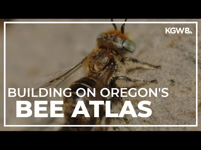 Bee Informed: New Bee Species Added to Oregon Database, Bee Art Throug