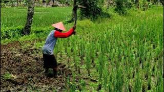 Mencangkul di Sawah, Perjuangan Petani yang tak Kenal Lelah - Kehidupan di sawah