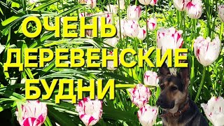 Огородничество и птицеводство освоение/Что же нам покушать😋/Сажать!Всё сажать!/ ОДНА В ДЕРЕВНЕ👱🏼‍♀️