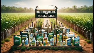 ? Compare-N-Save Concentrate Indoor and Outdoor Insect Control | Best Insecticide for Sugarcane ?