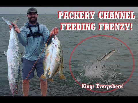 FEEDING FRENZY at