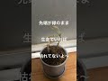 パキラ