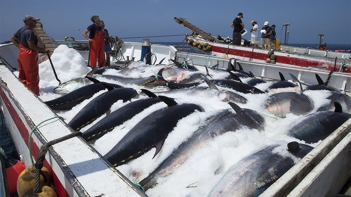 How to Handline Fishing tuna - Fishermen Catching Giant Tuna on The Sea 