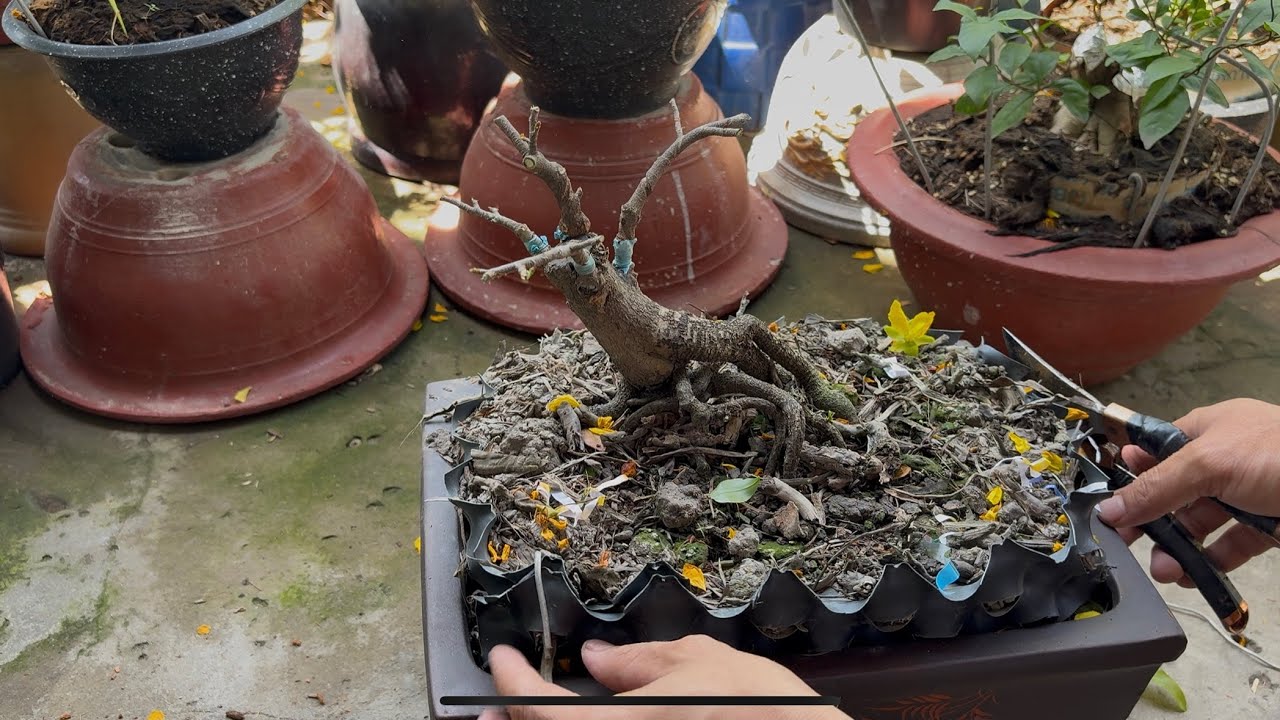 Cắt đôn mai vàng mini - trồng đất mặt ruộng + rễ dừa 