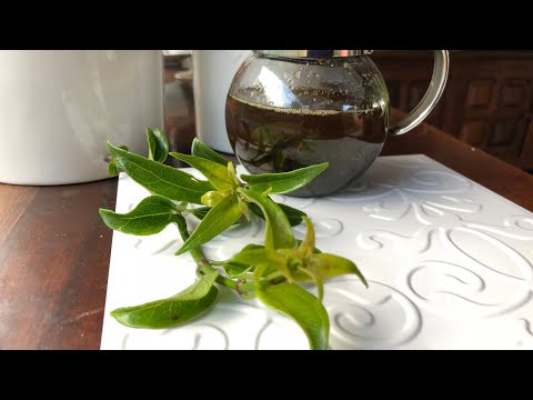 Vídeo: Mikania Houseplants - Com cultivar plantes de vinya de peluix