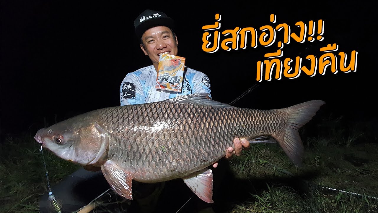 งัดยี่สกกลางตอ ตอนเที่ยงคืน!! จ. ตาก! Midnight Rohu Carp
