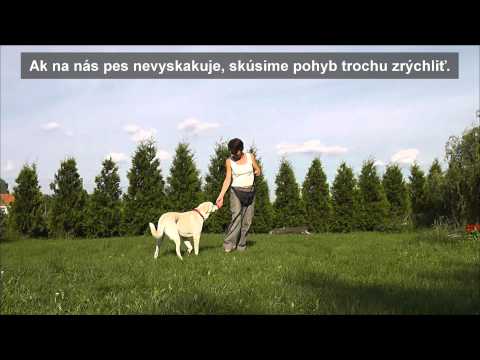 Video: Více Informací O Chřestýších A Psech - Výcvik Averze Chřestýšů Pro Psy
