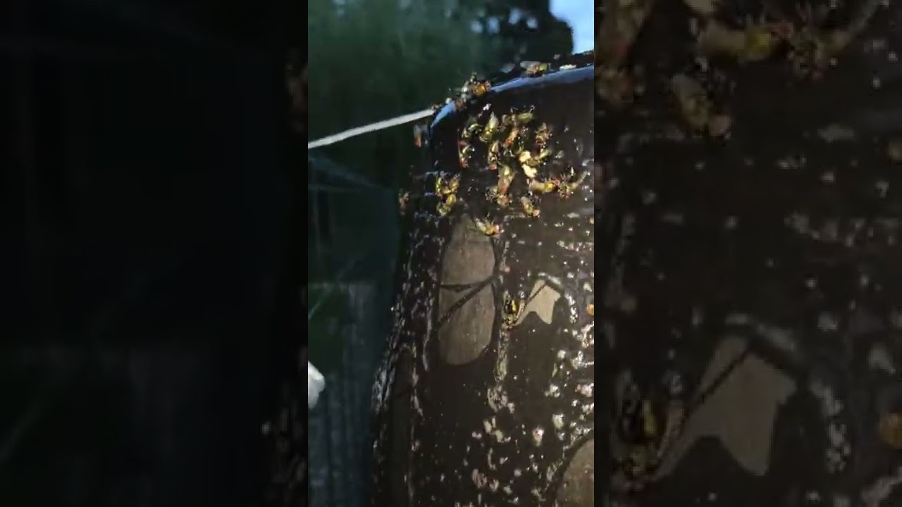 DIY Pièges à taons fait maison (lire description svp)