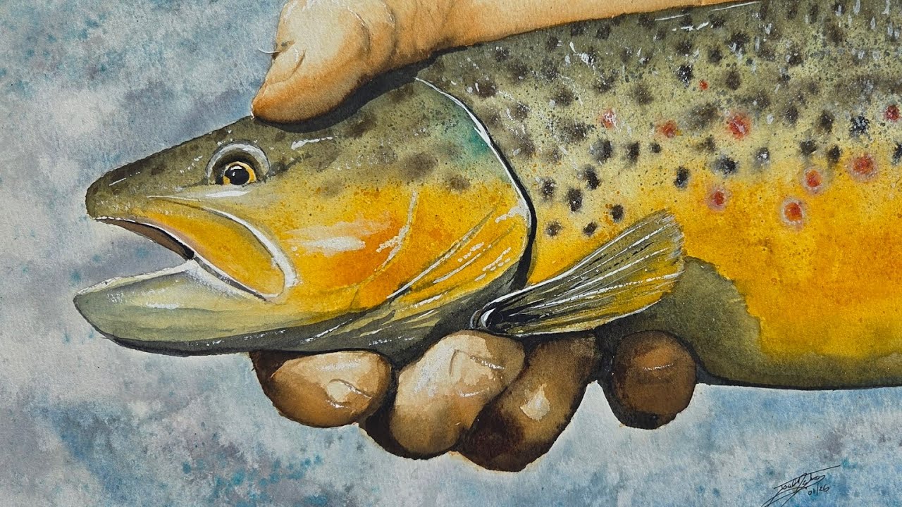 Time-lapse painting of a Gallatin River Brown Trout . Watercolor painting.