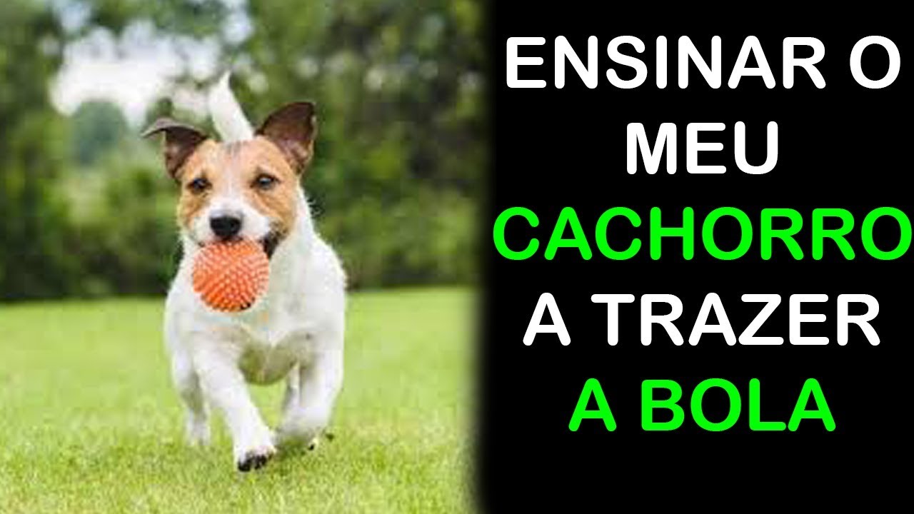 Responsável Por Pegar As Bolas Que Saem Do Campo - FDPLEARN