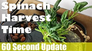 60s Update - Hydroponic Spinach Experiment Harvest Time!