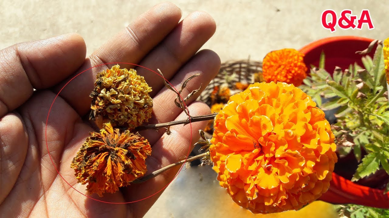 GARDEN SECRETS FOR COLLECTING MARIGOLD SEEDS गेंदे के Seeds को कैसे