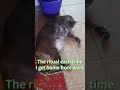 Cats Greeting Owner Coming Home From Work